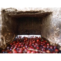 Guatemala La Cascada Estate (2)