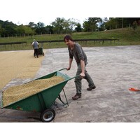 Guatemala La Cascada Estate (3)