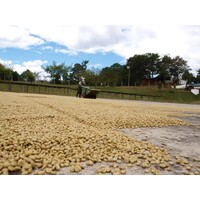 Guatemala La Cascada Estate (4)