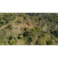 Tropical Mountain Bio Espresso (4)