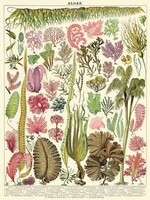 VINTAGE POSTER - Algae (50x70cm)