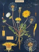 AFFICHE VINTAGE - Pissenlit (50x70cm)