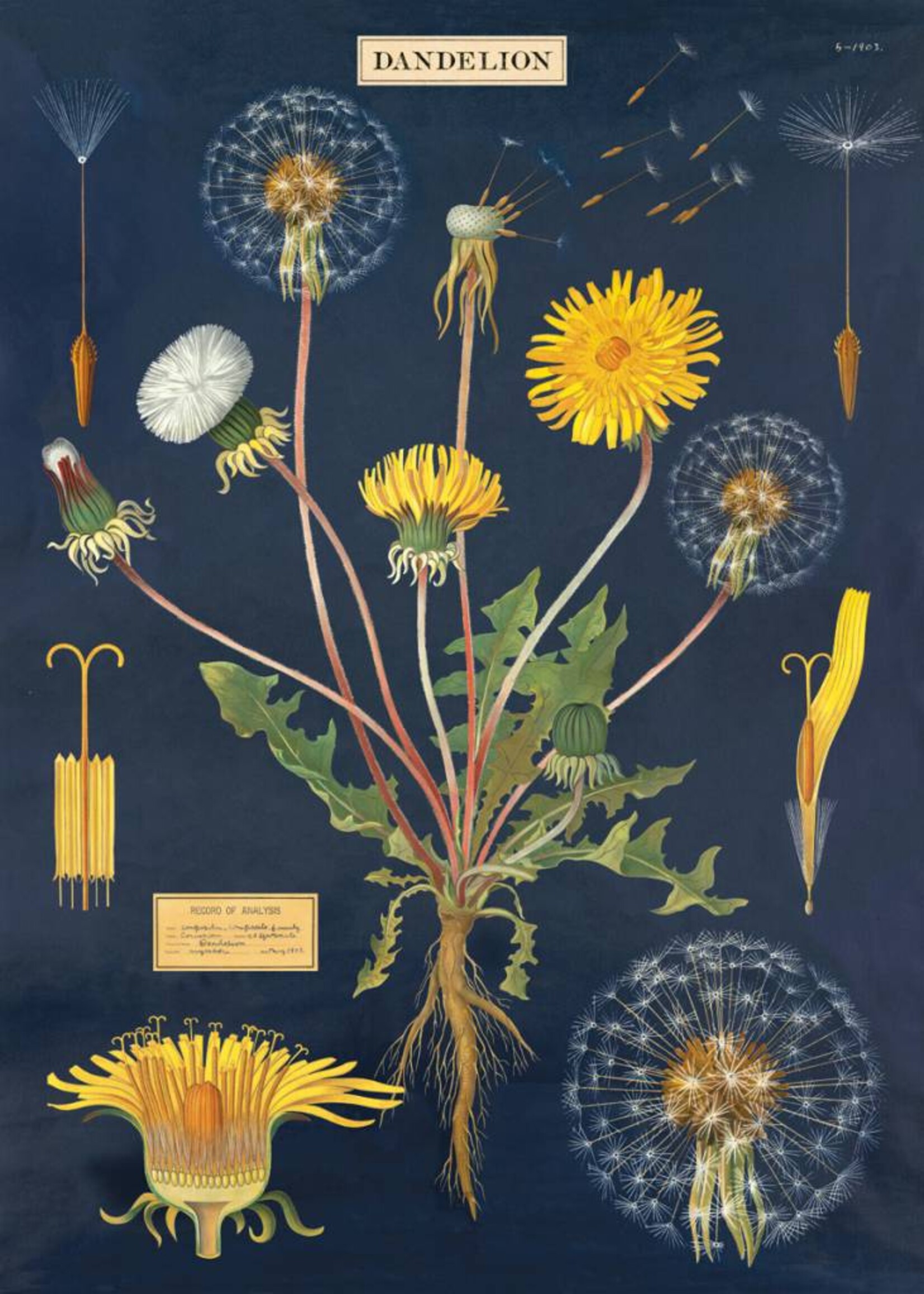 VINTAGE POSTER - Dandelion Chart (50x70cm)