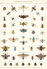 VINTAGE POSTER - Natural History: Insects (50x70cm)