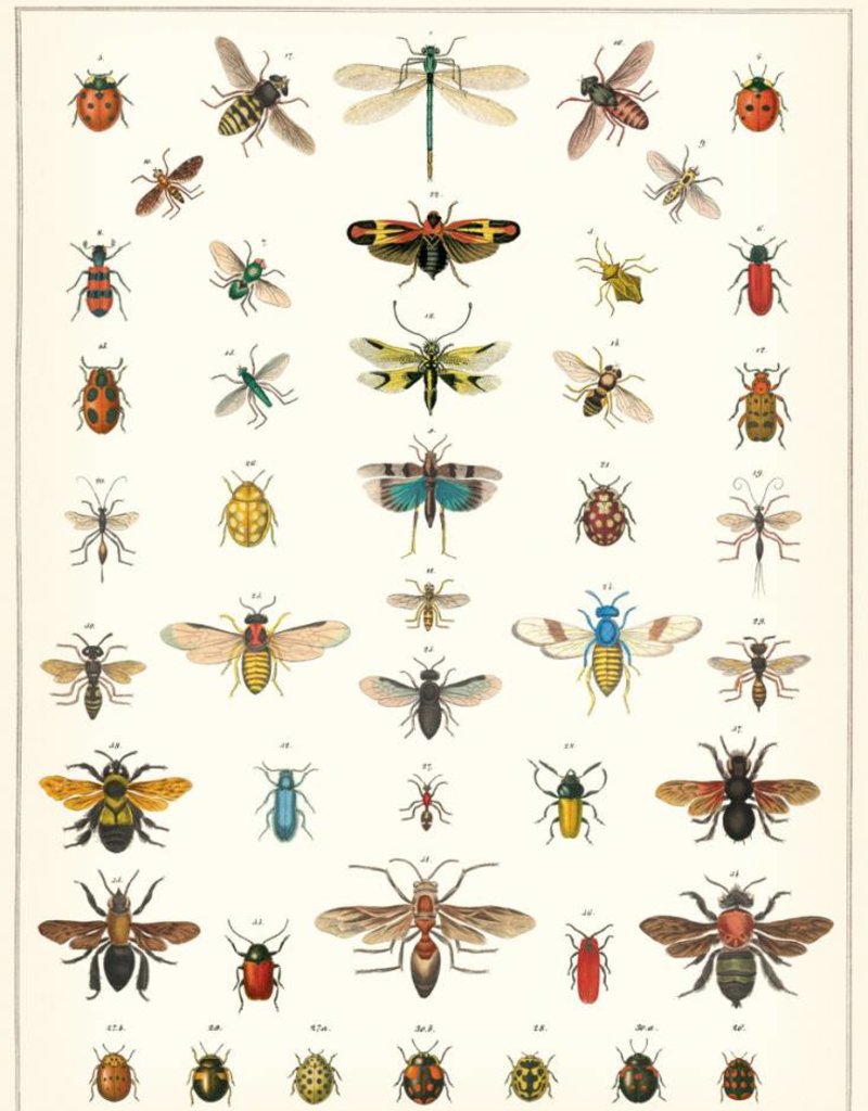 AFFICHE VINTAGE - Histoire Naturelle: Insectes (50x70cm)