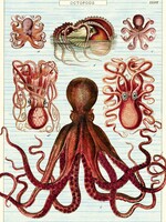 VINTAGE POSTER - Octopods (50x70cm)