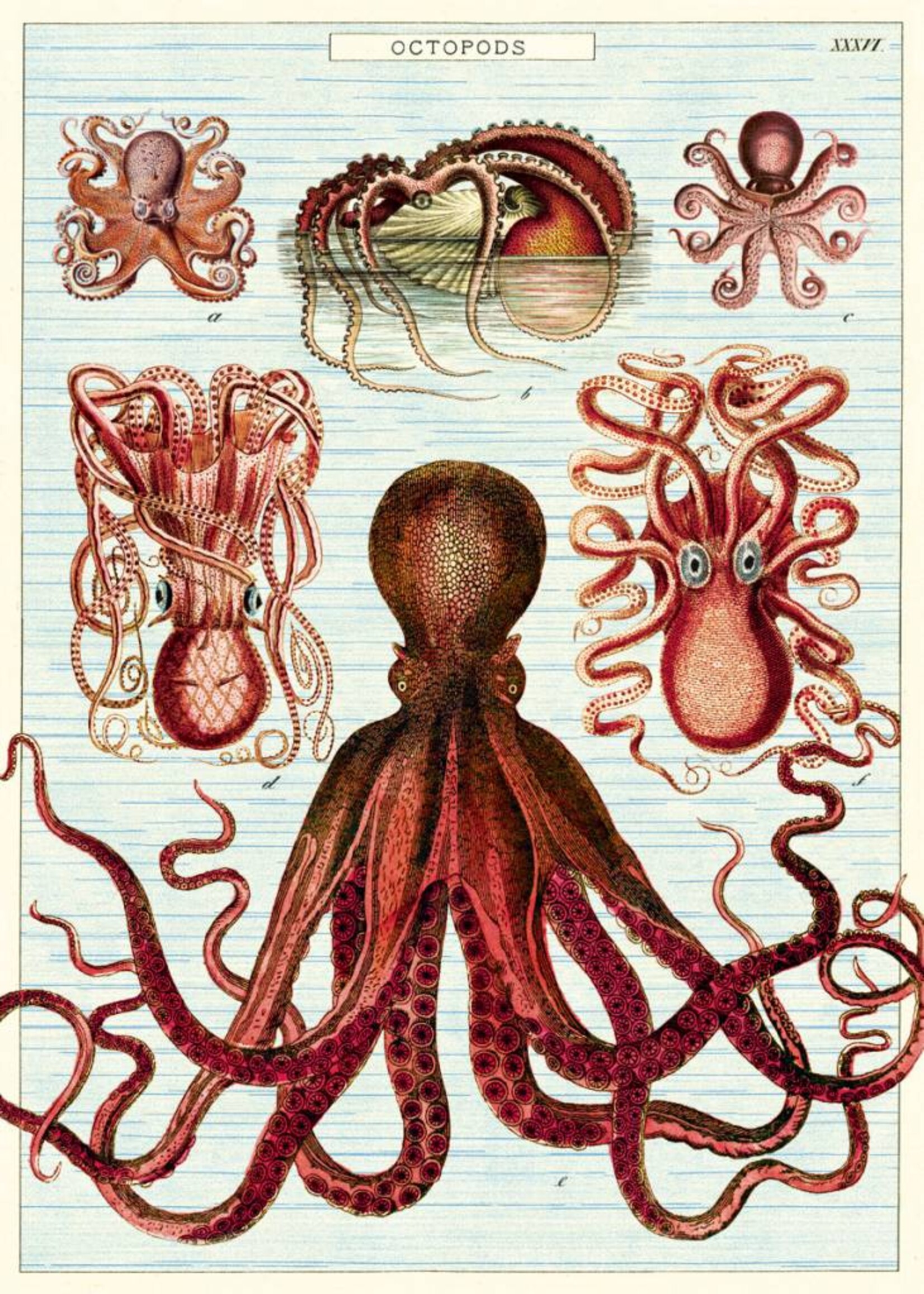 VINTAGE POSTER - Octopods (50x70cm)