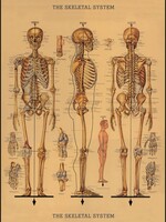 VINTAGE POSTER - Skelet (50x70cm)