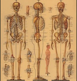 VINTAGE POSTER - Skelet (50x70cm)