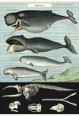 AFFICHE VINTAGE - Whale Chart (50x70cm)