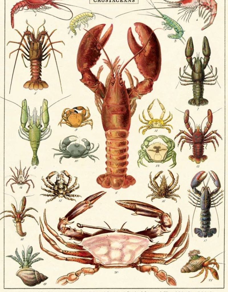 VINTAGE POSTER - Crustaceans (50x70cm)