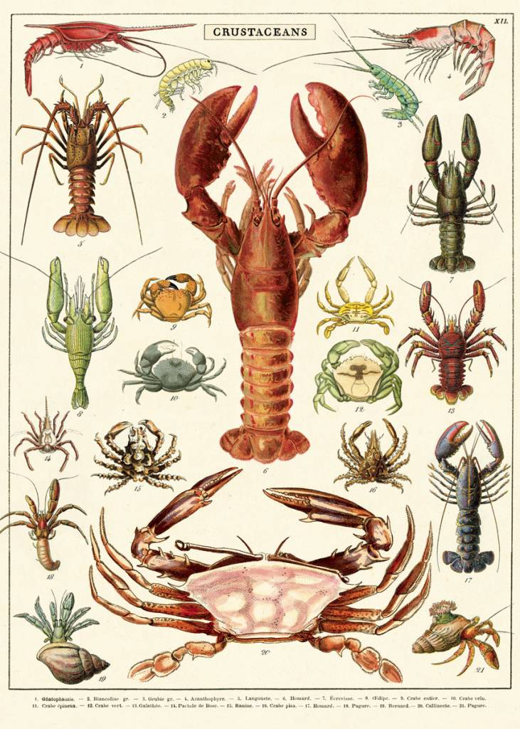 AFFICHE VINTAGE - Crustacés (50x70cm) - Animaux Speciaux