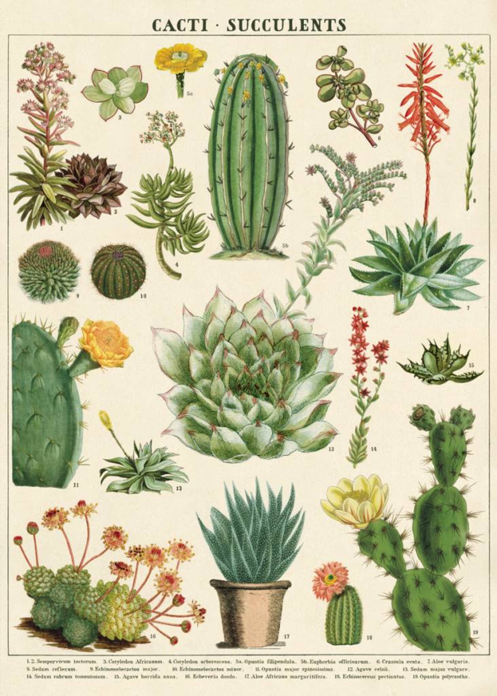 VINTAGE POSTER -  Cactussen & Succulenten (50x70cm)