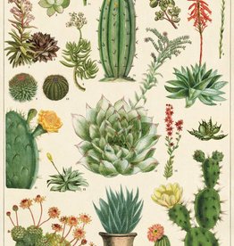 AFFICHE VINTAGE - Cacti & Succulents (50x70cm)