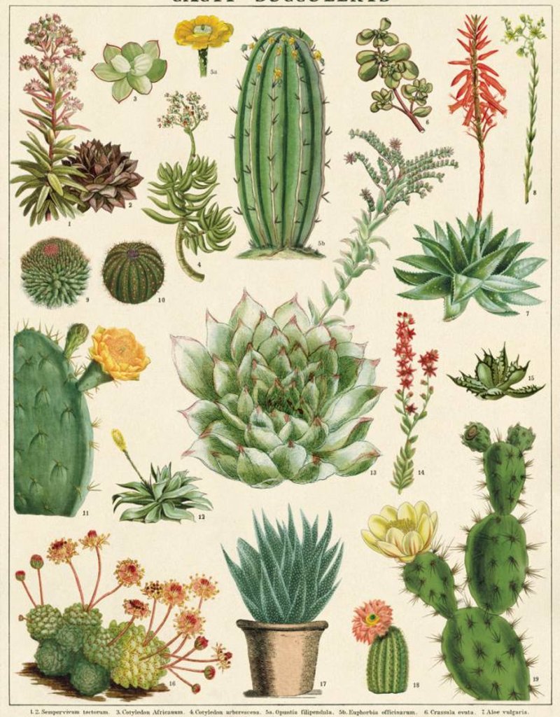 AFFICHE VINTAGE - Cacti & Succulents (50x70cm)