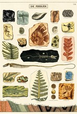 VINTAGE POSTER - Fossils (50x70cm)