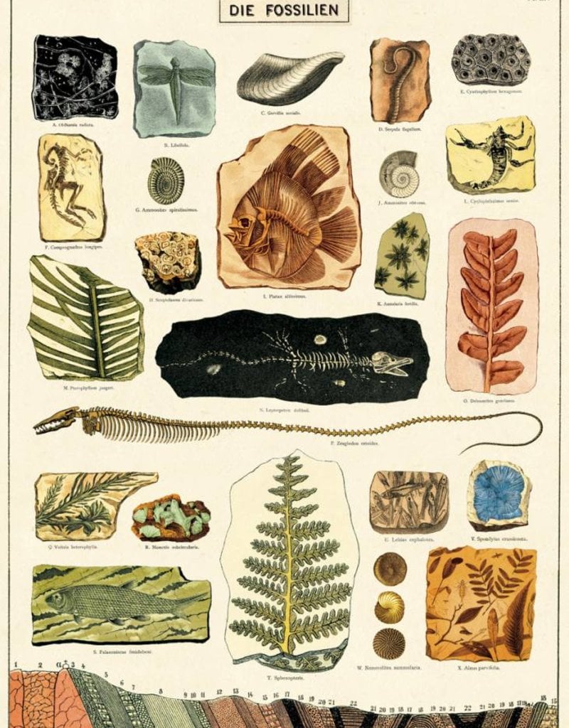 VINTAGE POSTER - Fossils (50x70cm)