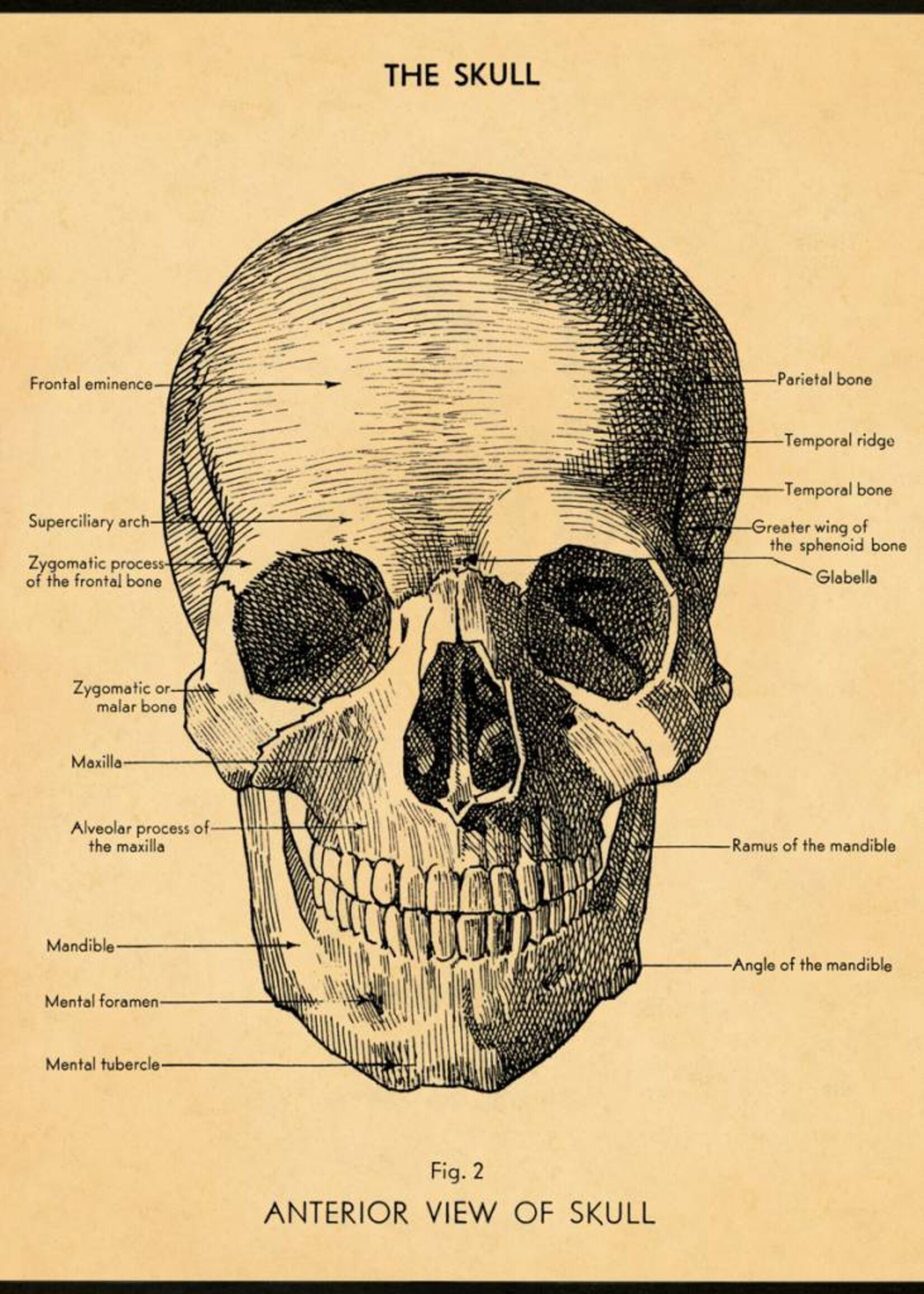VINTAGE POSTER - The Skull (50x70cm)