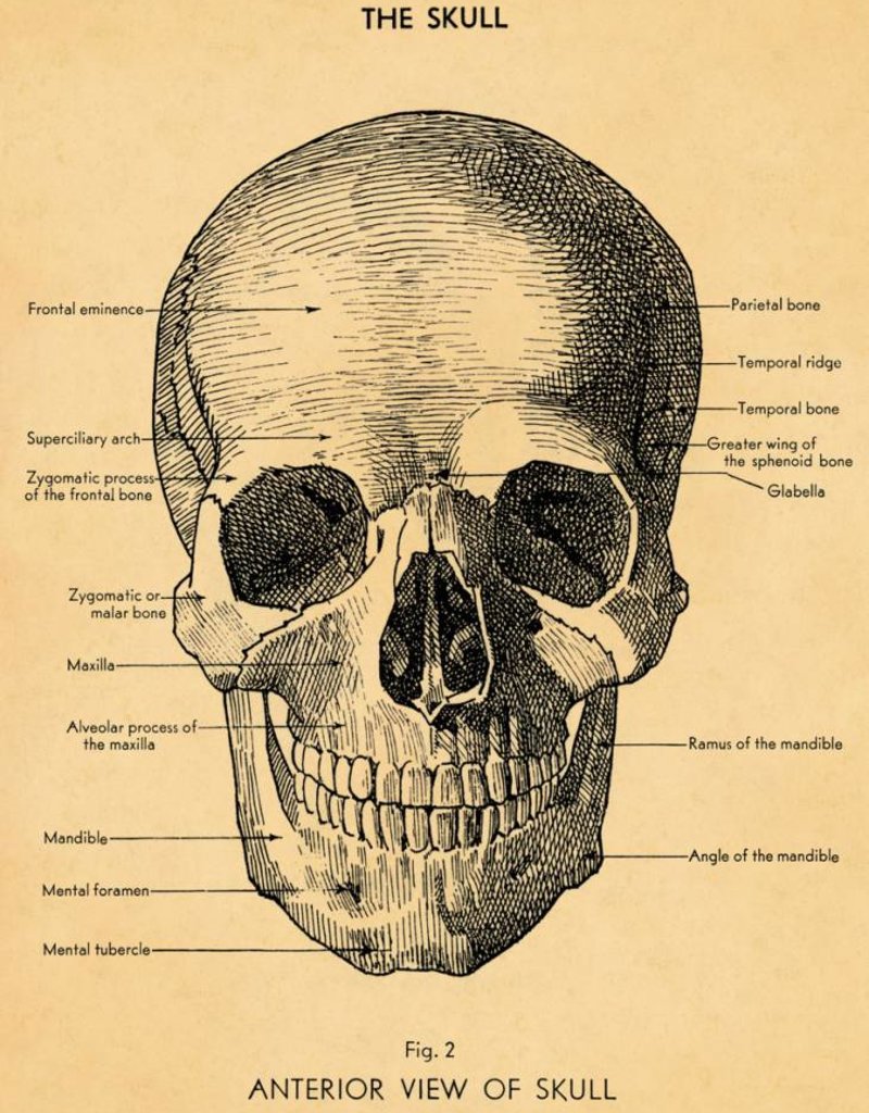 VINTAGE POSTER - The Skull (50x70cm)
