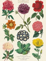 VINTAGE POSTER - Botanica Nr. 2 (50x70cm)