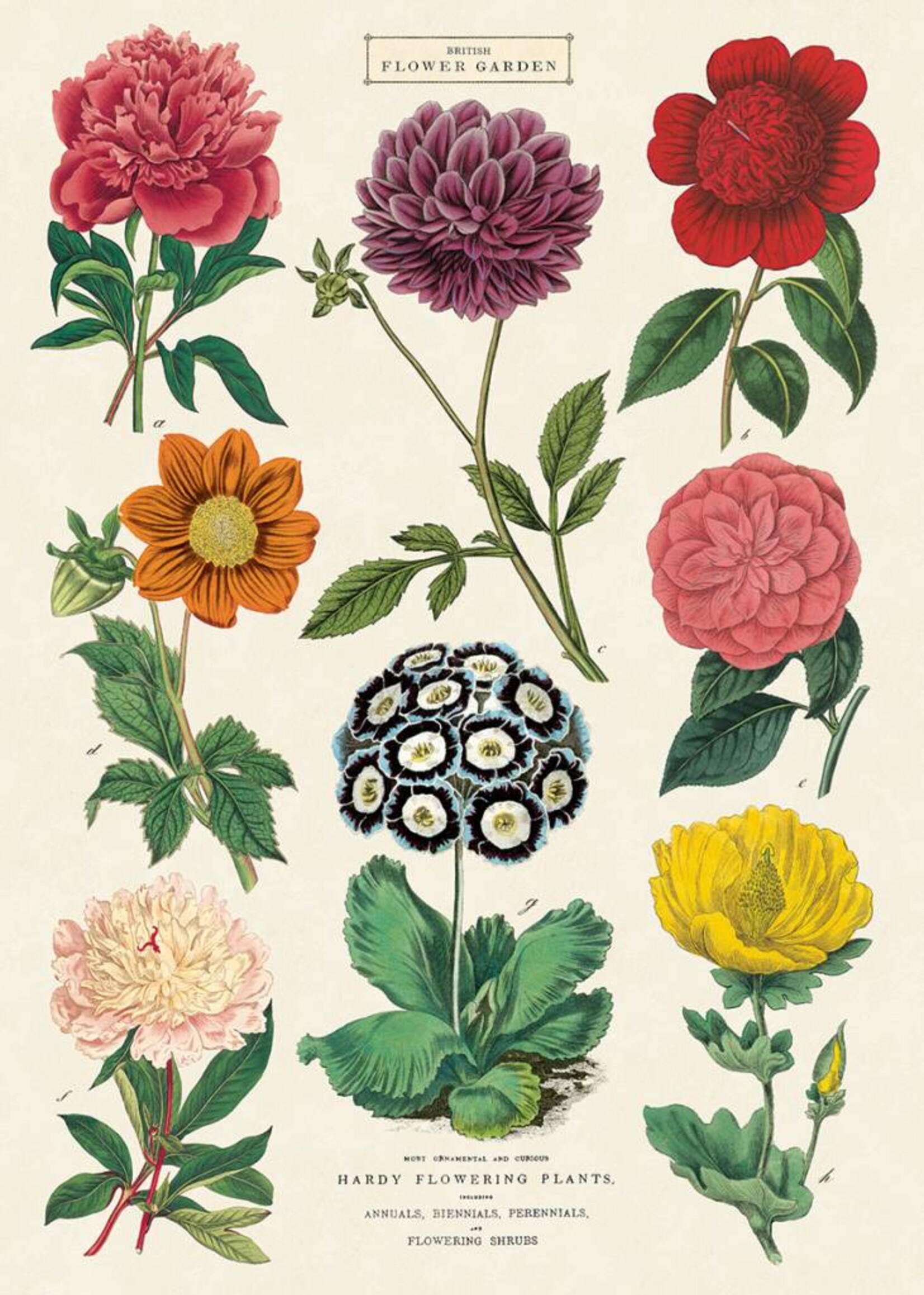 VINTAGE POSTER - Botanica No. 2 (50x70cm)