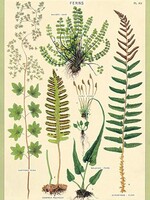 VINTAGE POSTER - Ferns (50x70cm)