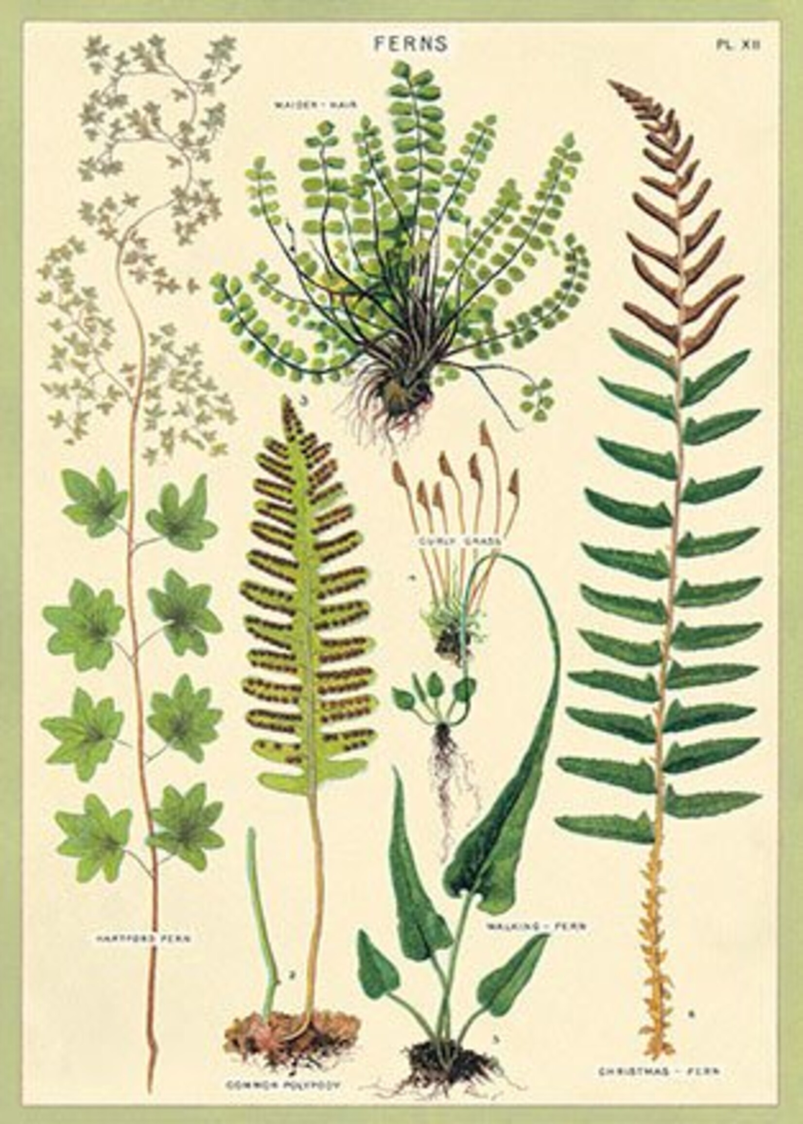 VINTAGE POSTER - Varens (50x70cm)