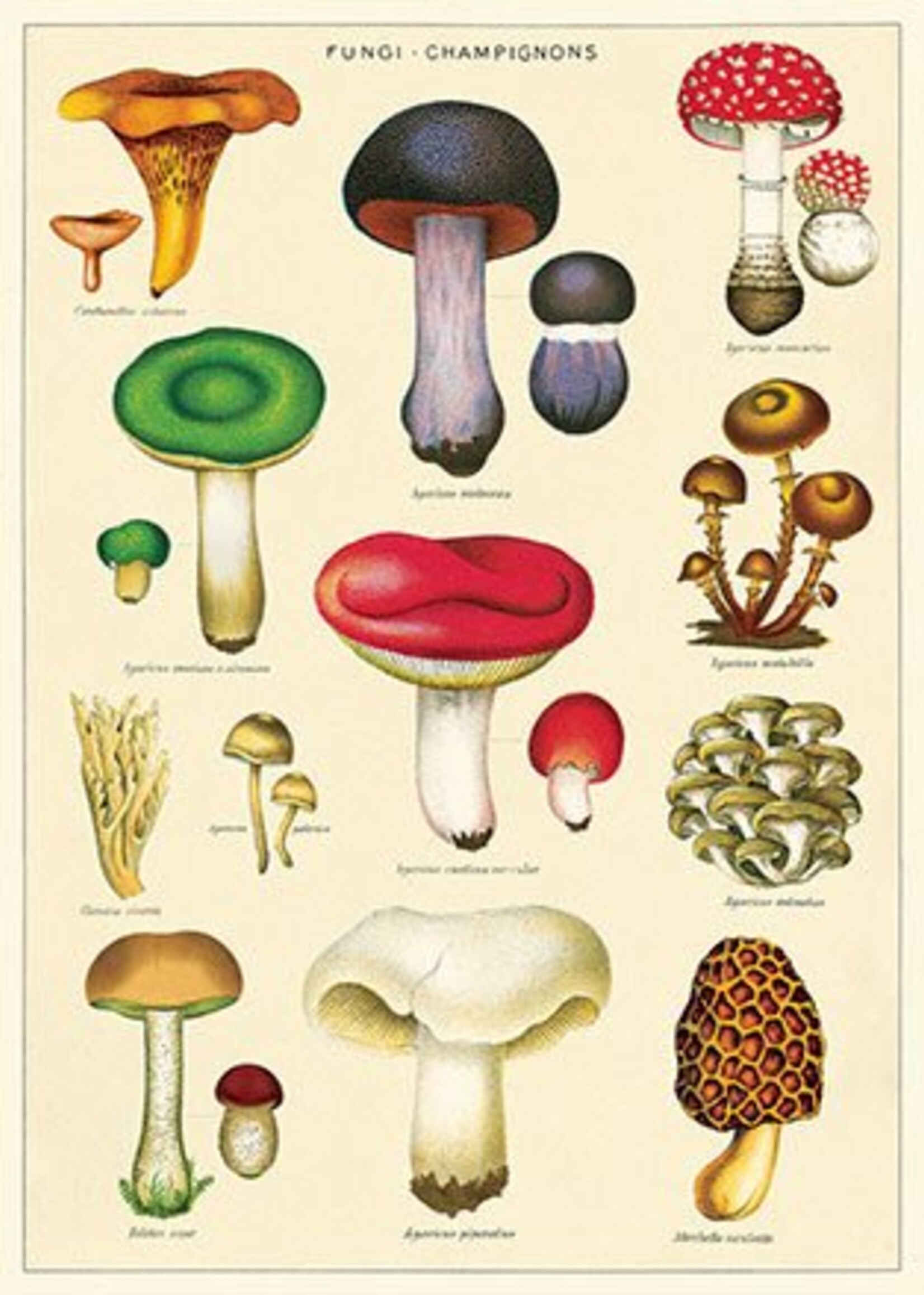 AFFICHE VINTAGE - Champignons No. 2 (50x70cm)