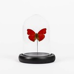 Opgezette Insecten