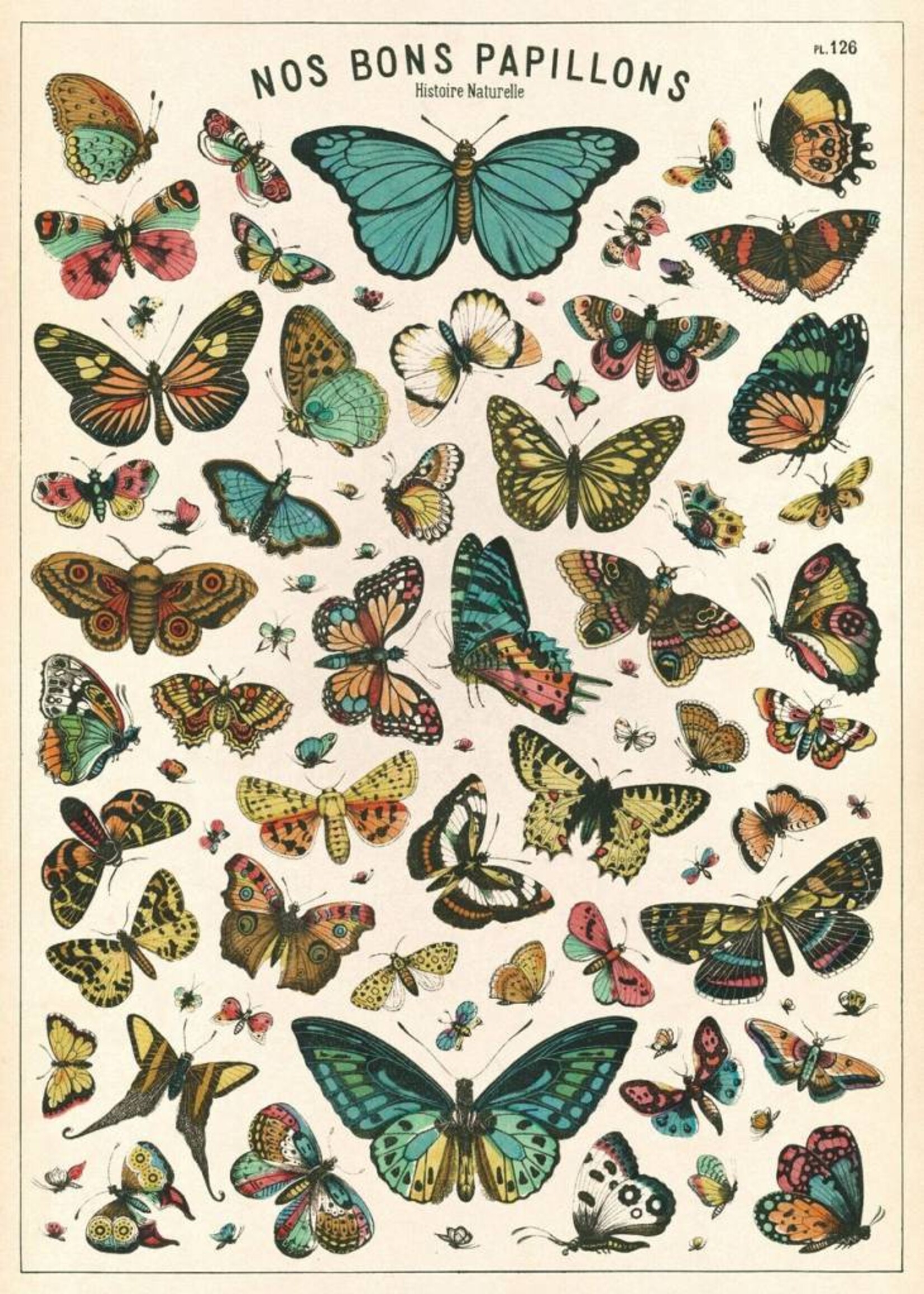 AFFICHE VINTAGE - Histoire Naturelle: Papillons (50x70cm)