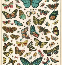 VINTAGE POSTER - Natural History: Butterflies (50x70cm)