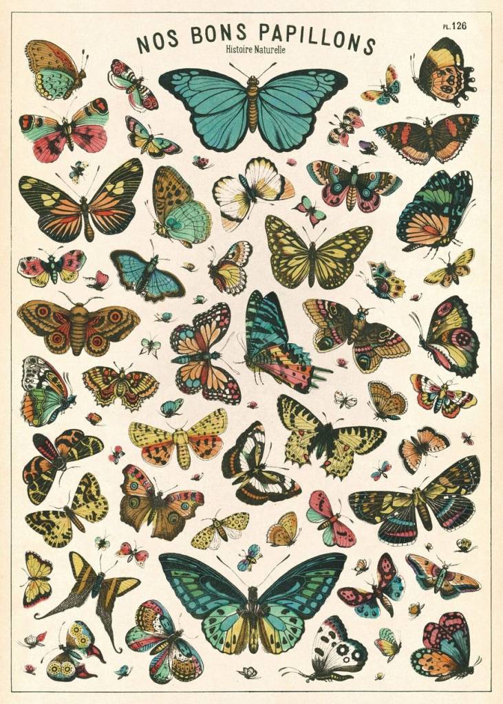 AFFICHE VINTAGE - Histoire Naturelle: Papillons (50x70cm