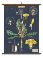 VINTAGE SCHOOL CHART - Dandelion (70x100cm)