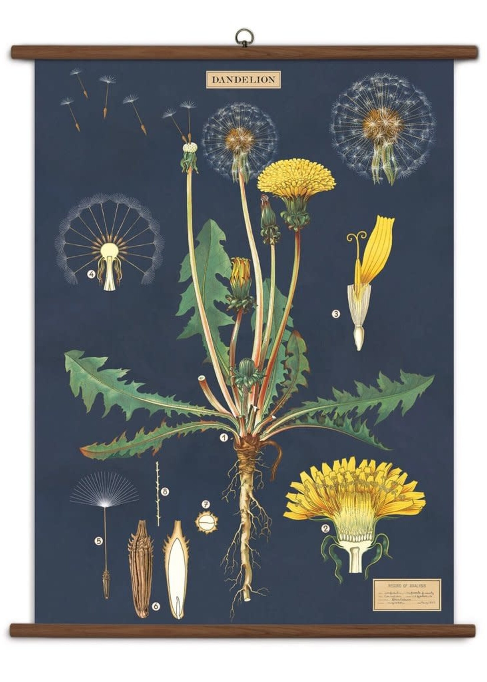 PLAQUE SCOLAIRE VINTAGE -  Pissenlit (70x100cm)