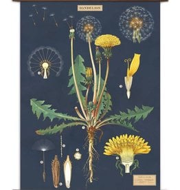 VINTAGE SCHOOL CHART - Dandelion (70x100cm)