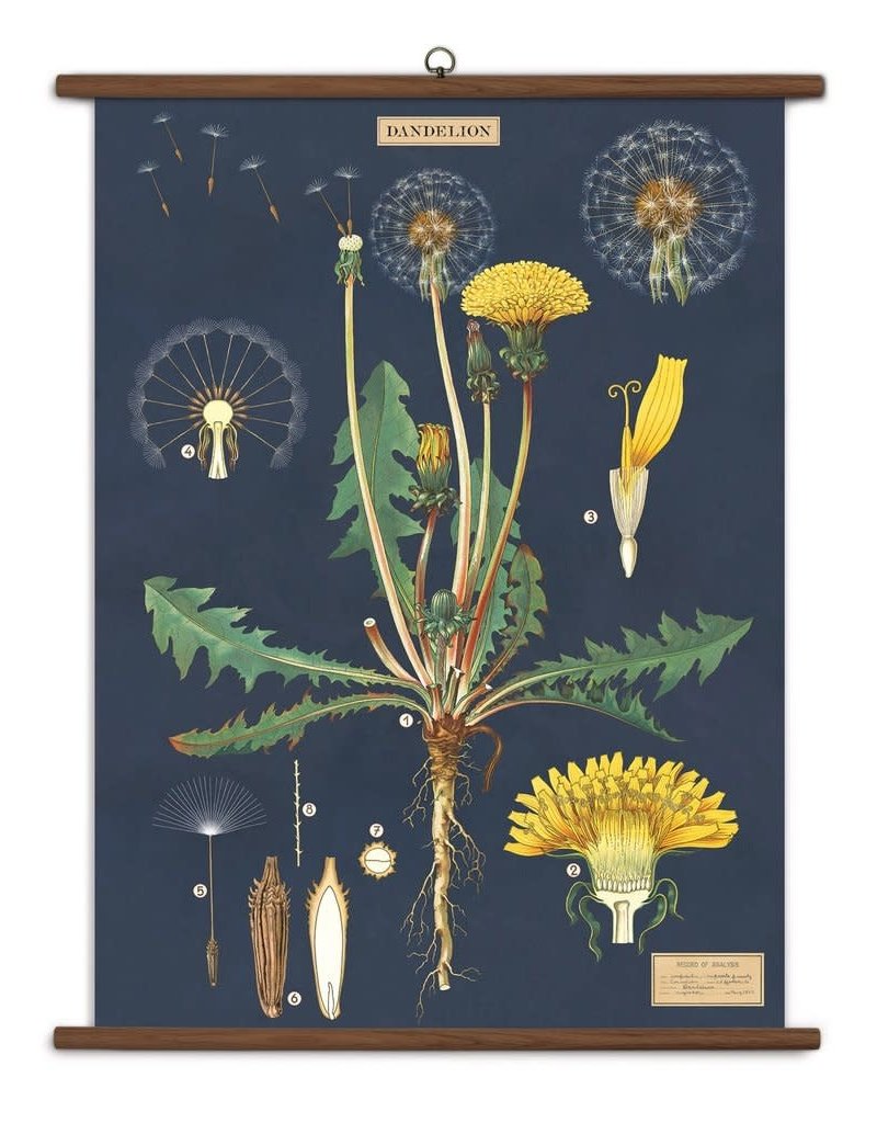 PLAQUE SCOLAIRE VINTAGE -  Pissenlit (70x100cm)