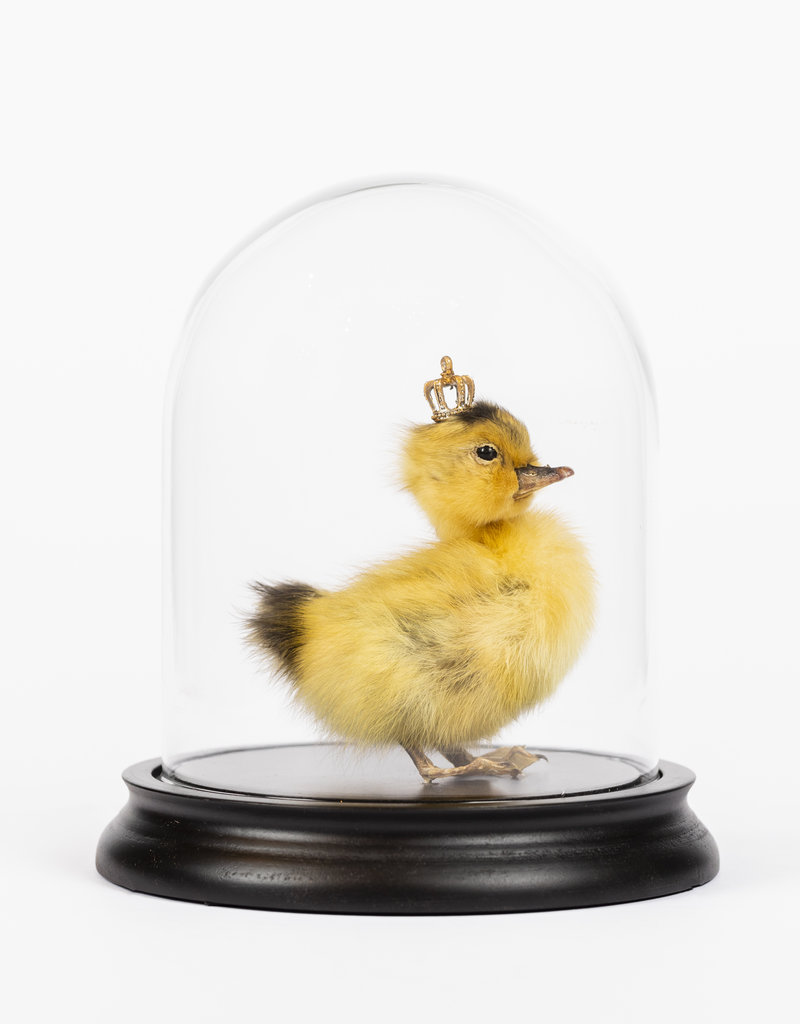 Animaux Spéciaux King George (met stolp)