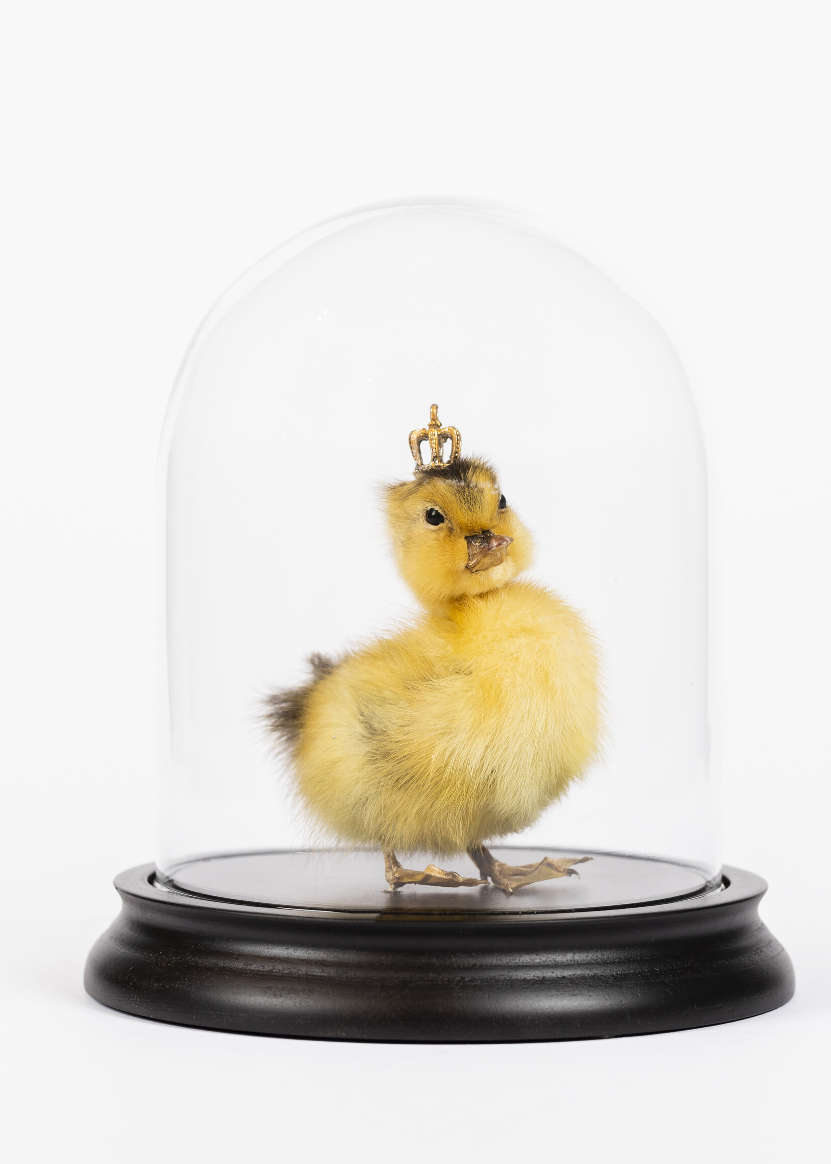 Animaux Spéciaux King George (met stolp)