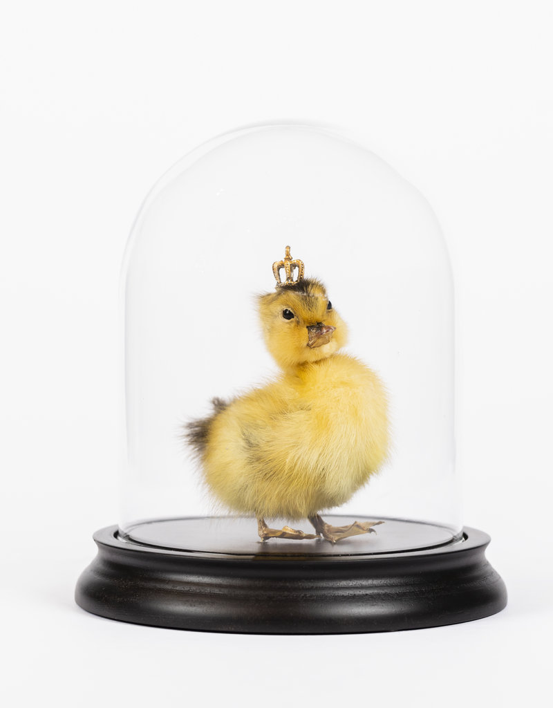 Animaux Spéciaux King George (met stolp)