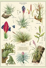 VINTAGE POSTER - Luchtplanten (50x70cm)