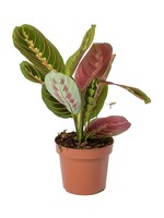 Animaux Spéciaux Botanical Wonders Maranta Fascinator