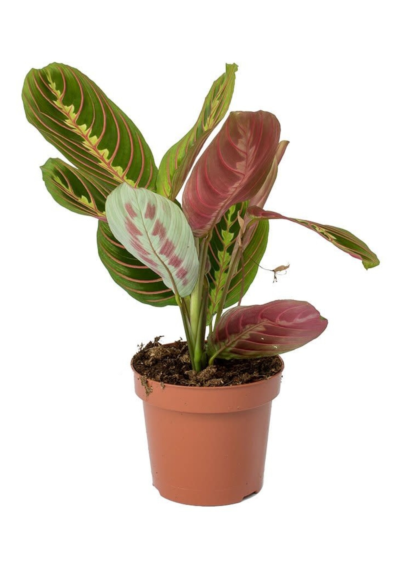 Animaux Spéciaux Botanical Wonders Maranta Fascinator