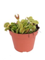 Animaux Spéciaux Botanical Wonders DIONAEA MUSCIPULA