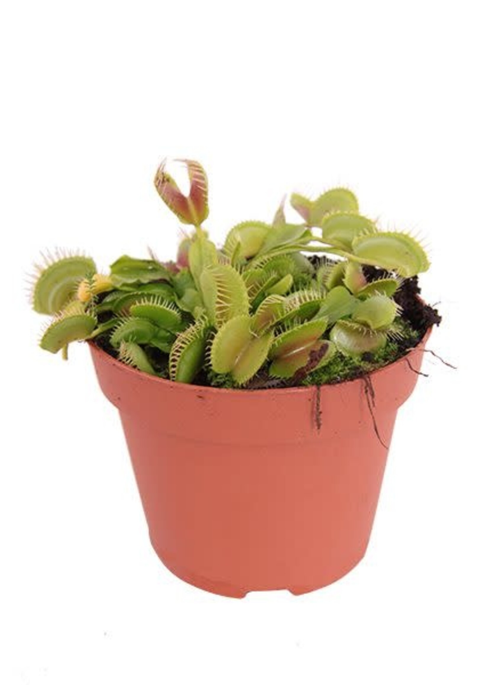 Animaux Spéciaux Botanical Wonders DIONAEA MUSCIPULA