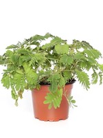 MIMOSA PUDICA - Kruidje-roer-me-niet