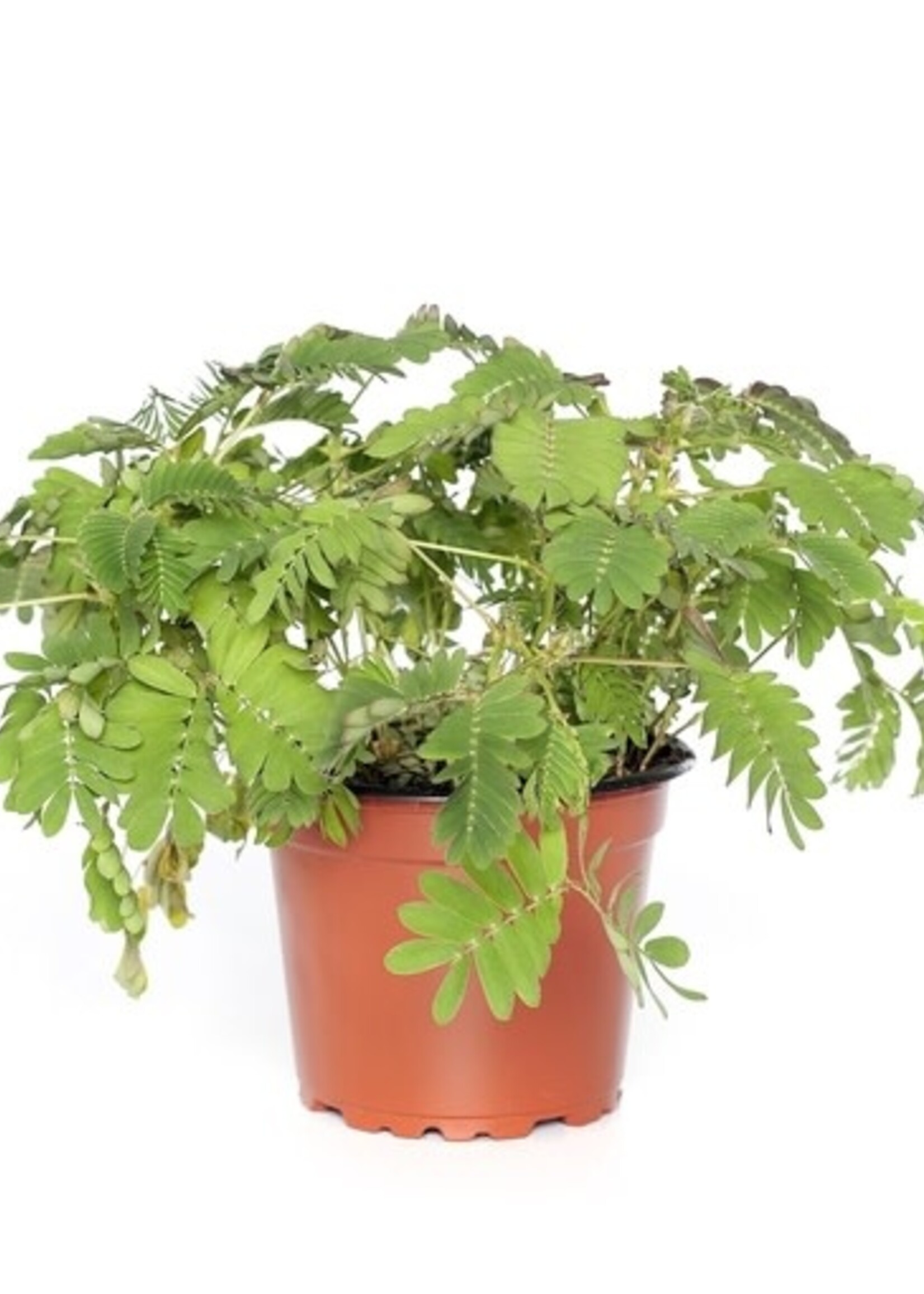 MIMOSA PUDICA - Kruidje-roer-me-niet