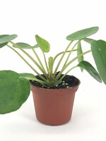 PILEA PEPEROMIOIDES