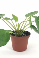 PILEA PEPEROMIOIDES