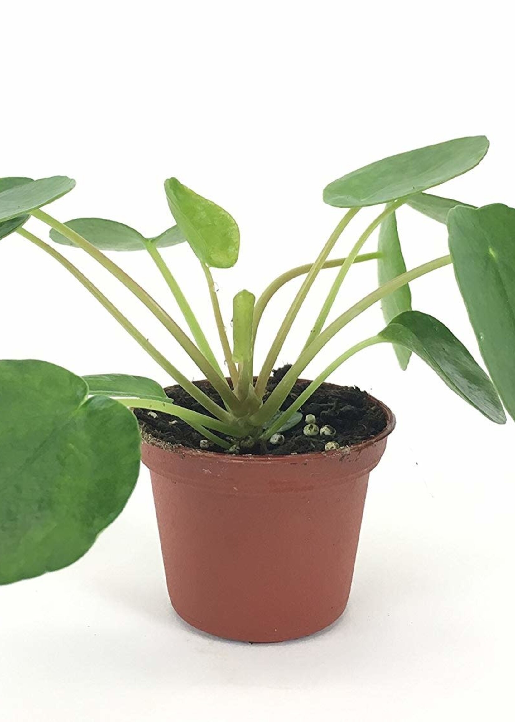 PILEA PEPEROMIOIDES
