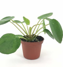 PILEA PEPEROMIOIDES